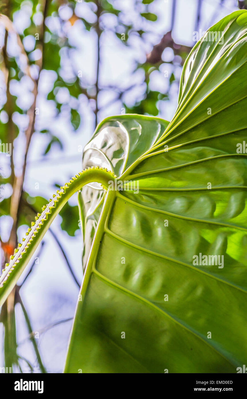Costa Rica, back side of a leaf Stock Photo