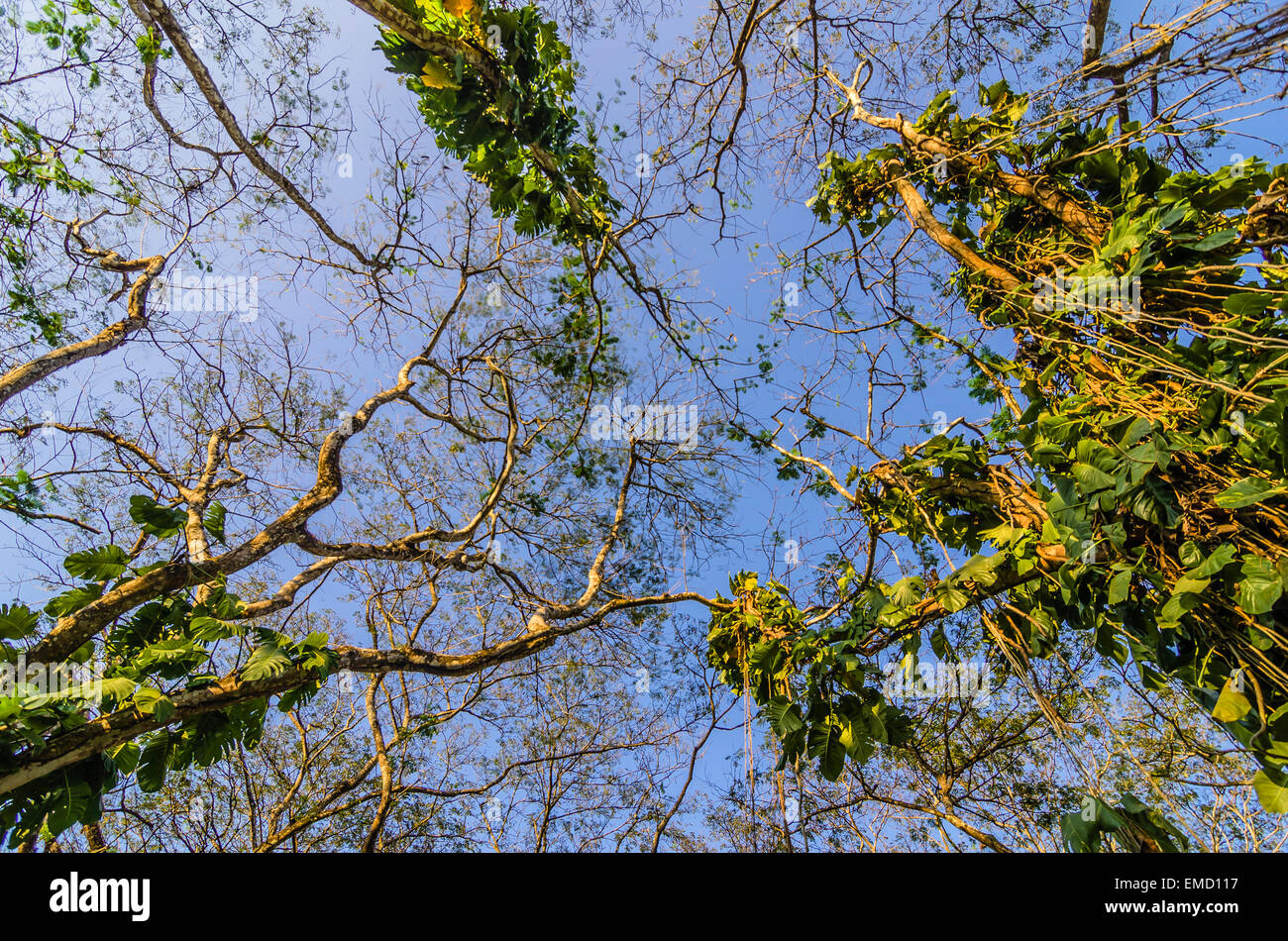 Costa Rica, liana plants, low angle view Stock Photo
