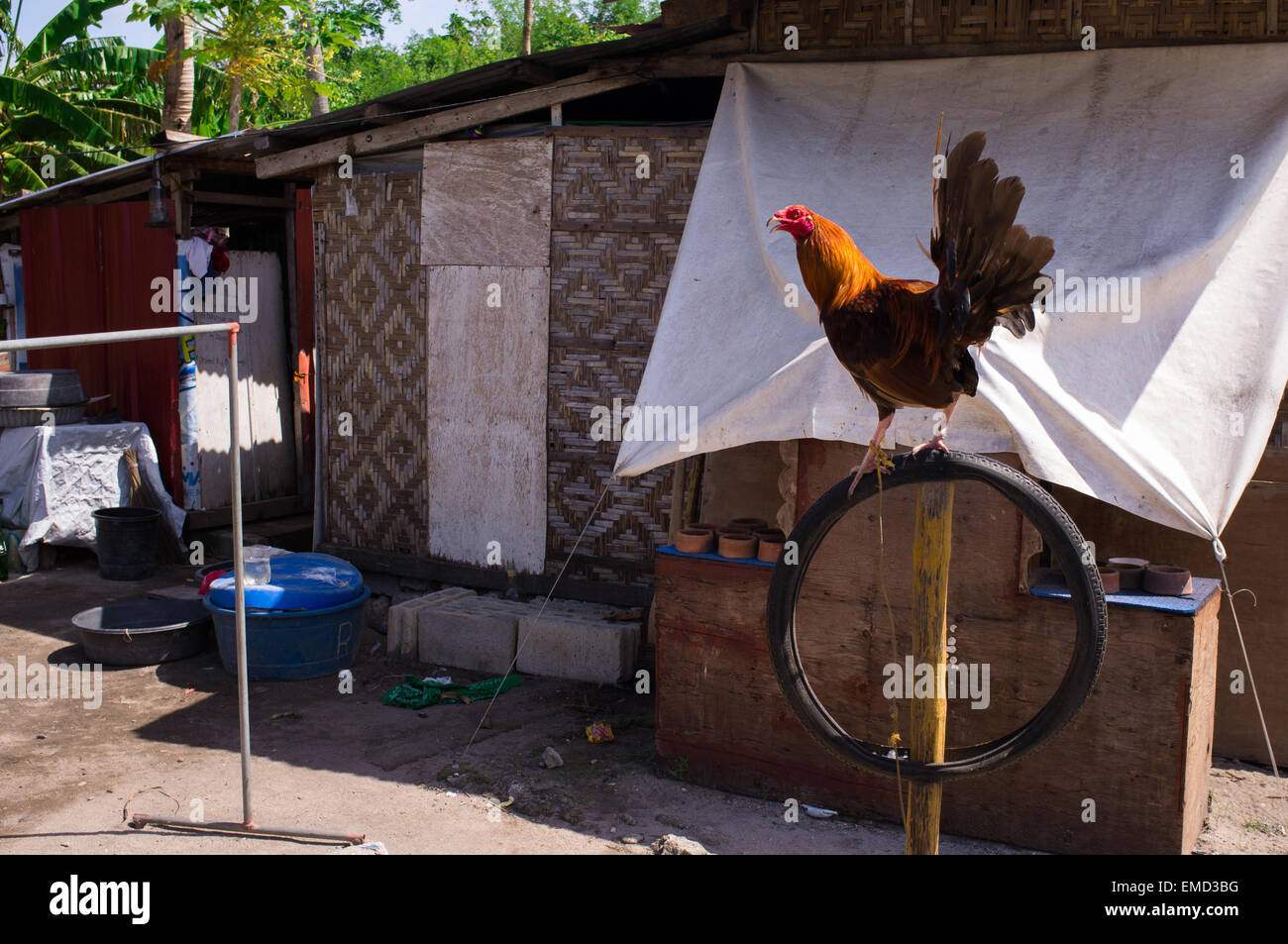 A rooster in residential street on Malapascua Island in The Philippines