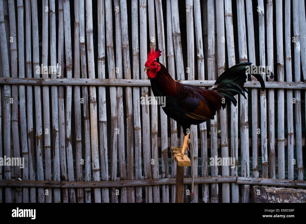 A rooster in residential street on Malapascua Island in The Philippines