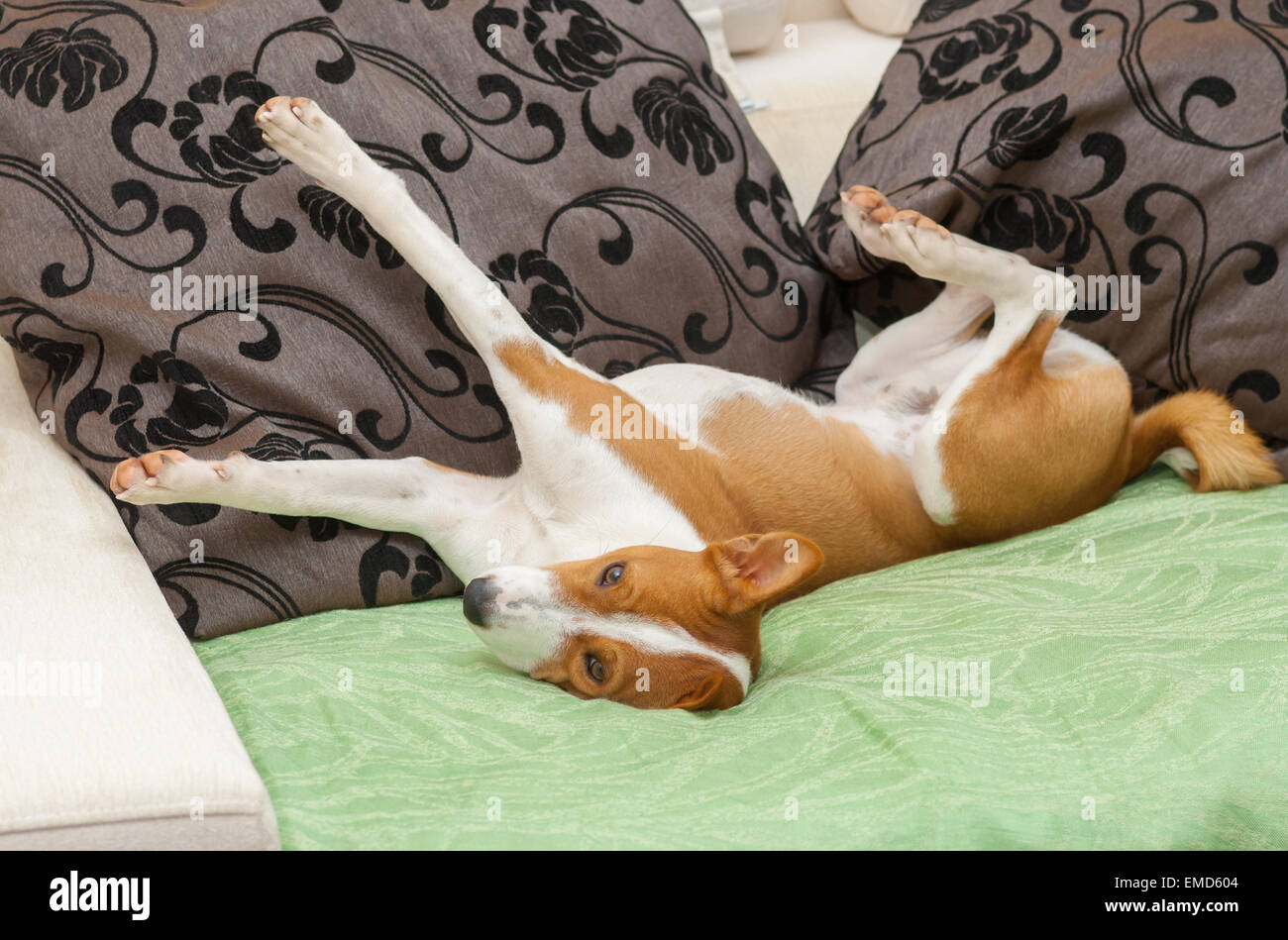 Сute Basenji stretch itself after siesta time on the sofa Stock Photo ...