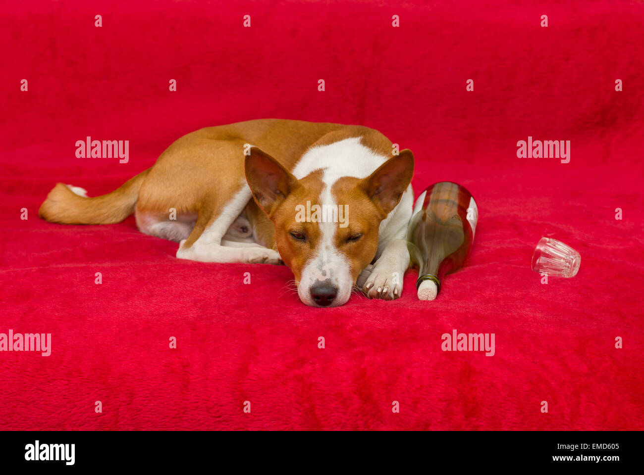 Cute basenji having rest on the sofa Stock Photo - Alamy