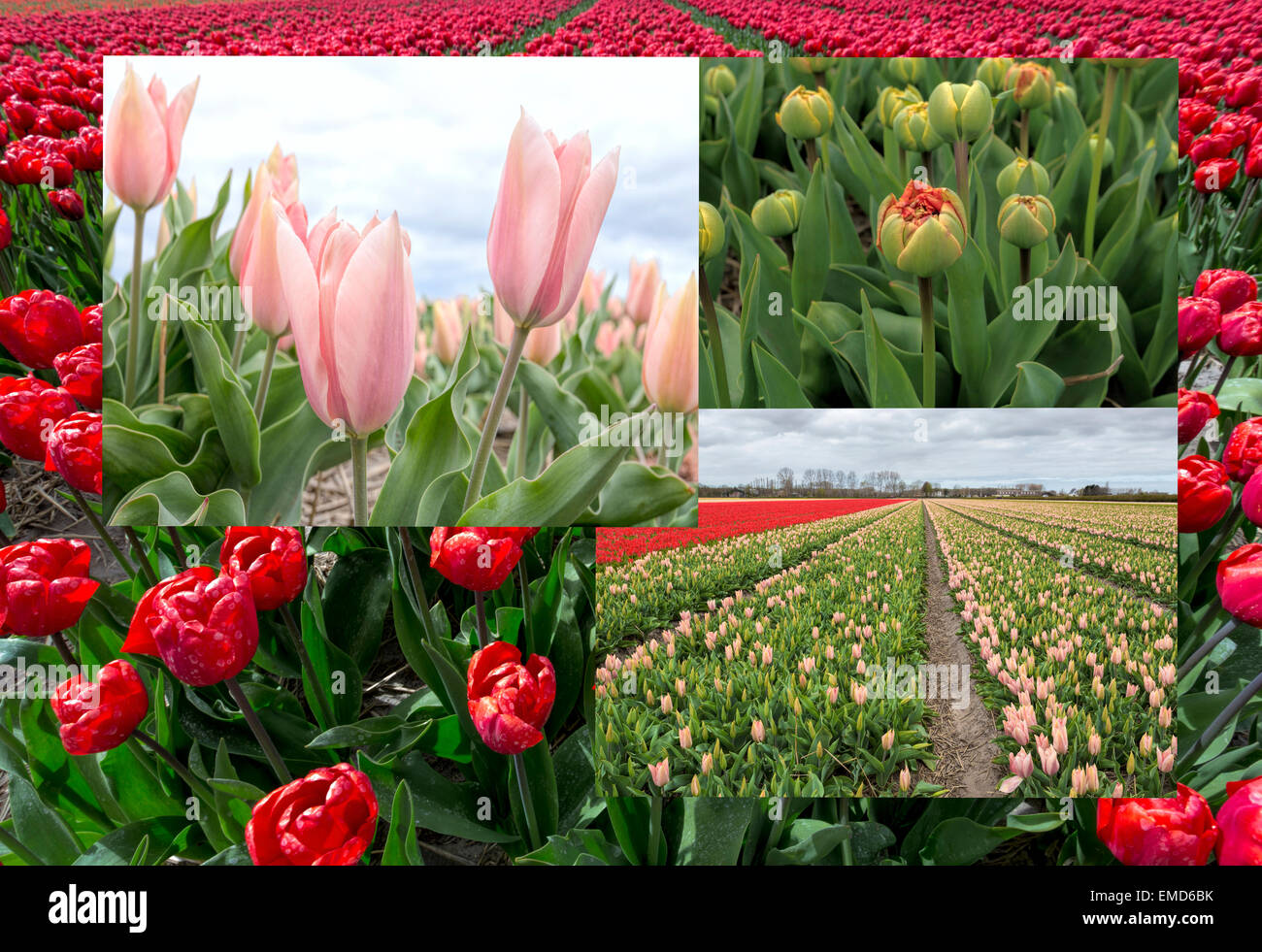 Spring time in The Netherlands: Collage of typically flat countryside and view on flowering  tulips, South Holland. Stock Photo