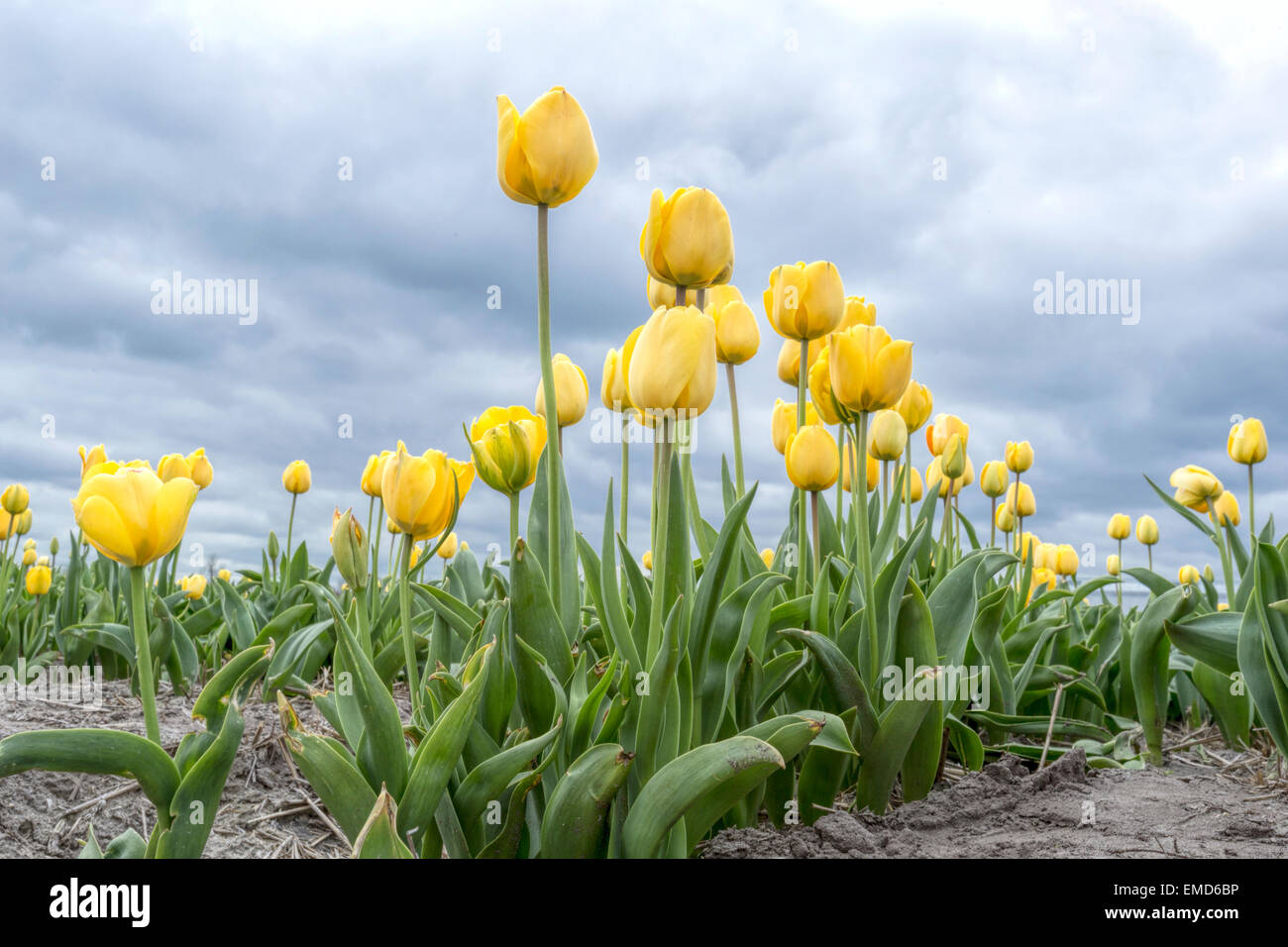 Spring time in The Netherlands: Typically flat countryside and view on flowering yellow tulips, Voorhout, South Holland. Stock Photo
