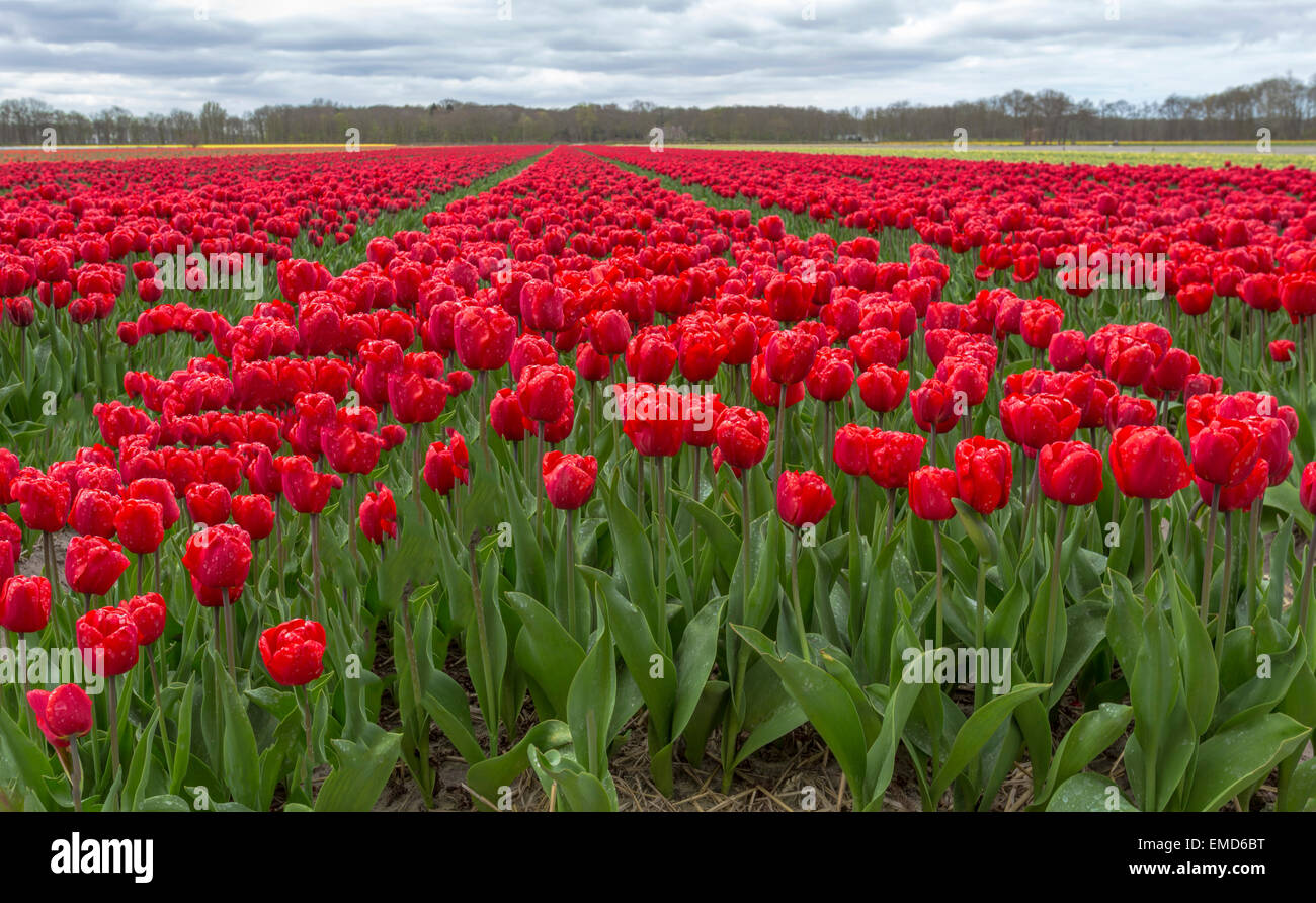 Spring time in The Netherlands: Typically flat countryside and view on flowering bright red tulips, Lisse, South Holland. Stock Photo