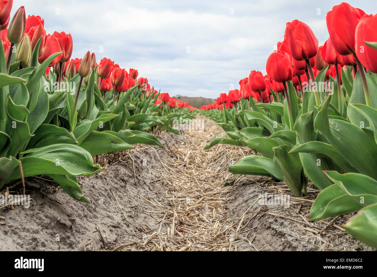Spring time in The Netherlands: Typically flat countryside and view on flowering bright red tulips, Lisse, South Holland. Stock Photo
