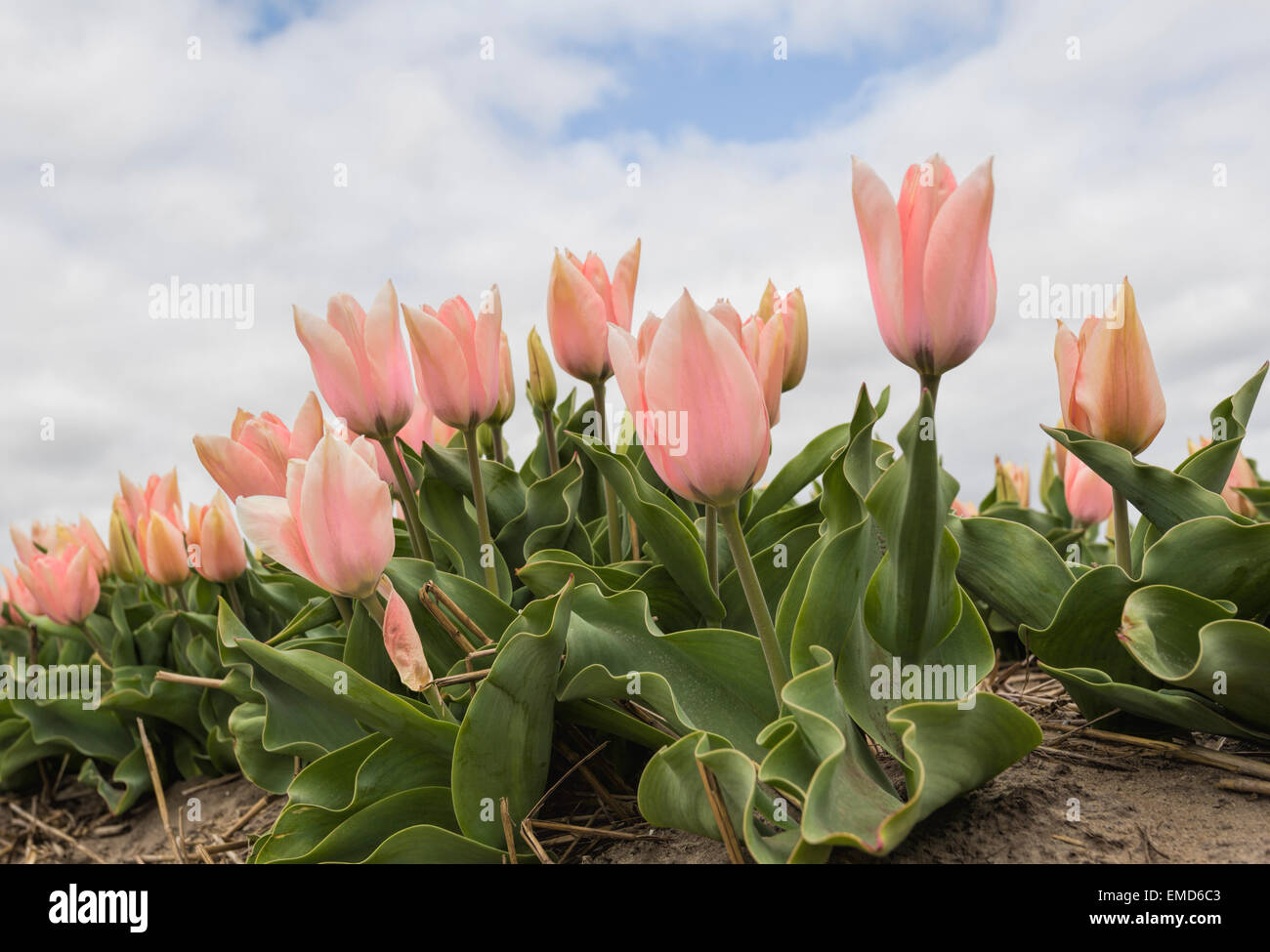 Spring time in The Netherlands: Typically flat countryside and view on flowering soft pink tulips, Lisse, South Holland. Stock Photo