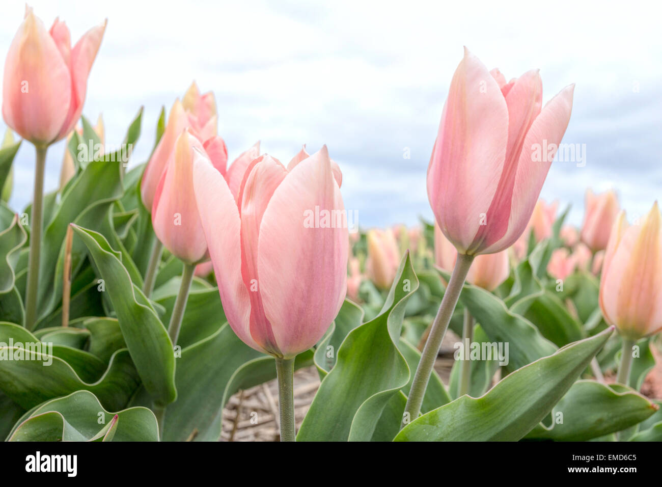 Spring time in The Netherlands: Typically flat countryside and view on flowering soft pink tulips, Lisse, South Holland. Stock Photo