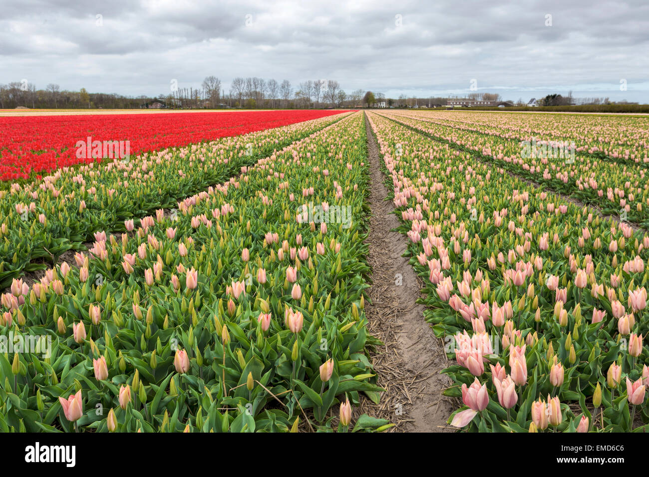 Spring time in The Netherlands: Typically flat countryside and  view on endless rows of  flowering tulips, Lisse, South Holland. Stock Photo