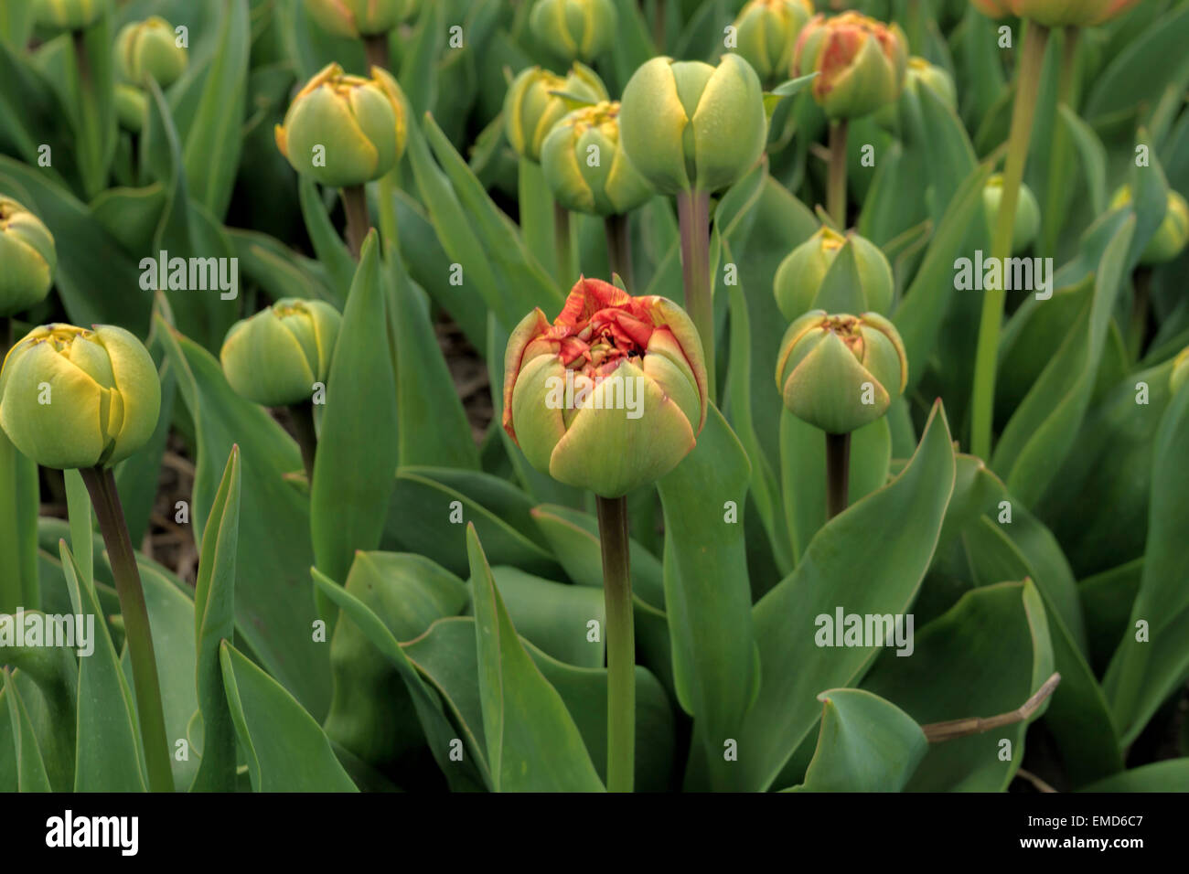 Spring time in The Netherlands: Typically flat countryside and budding tulips, Lisse, South Holland. Stock Photo
