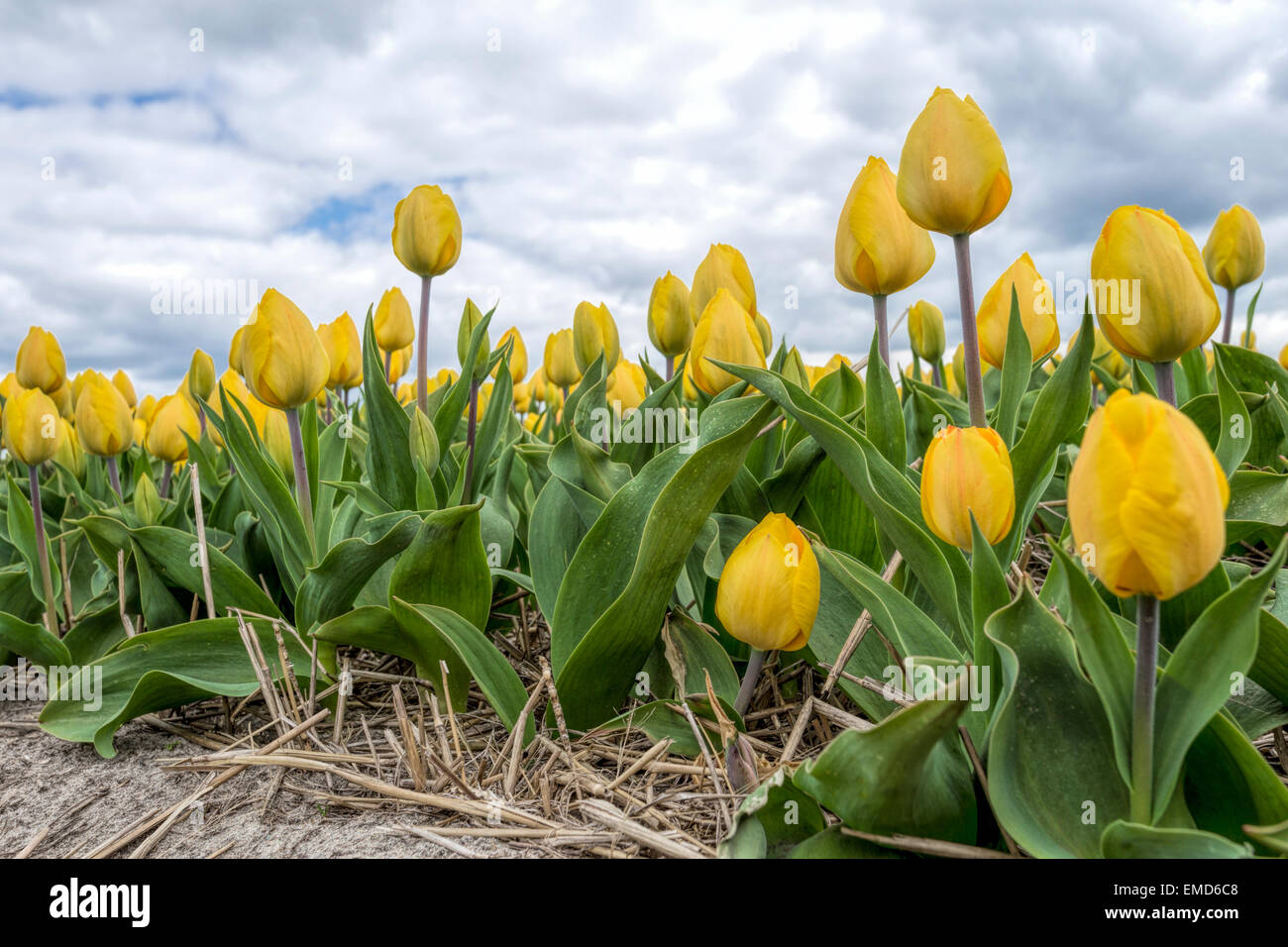 Spring time in The Netherlands: Typically flat countryside and view on flowering yellow tulips, Voorhout, South Holland, The Netherlands. Stock Photo