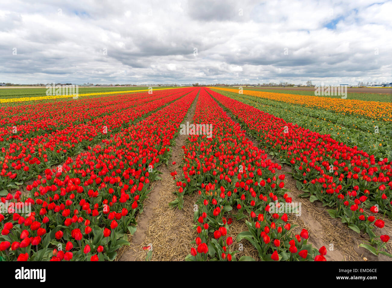 Spring time in The Netherlands: Typically flat countryside and a view on endless rows of  flowering tulips, Lisse, South Holland Stock Photo