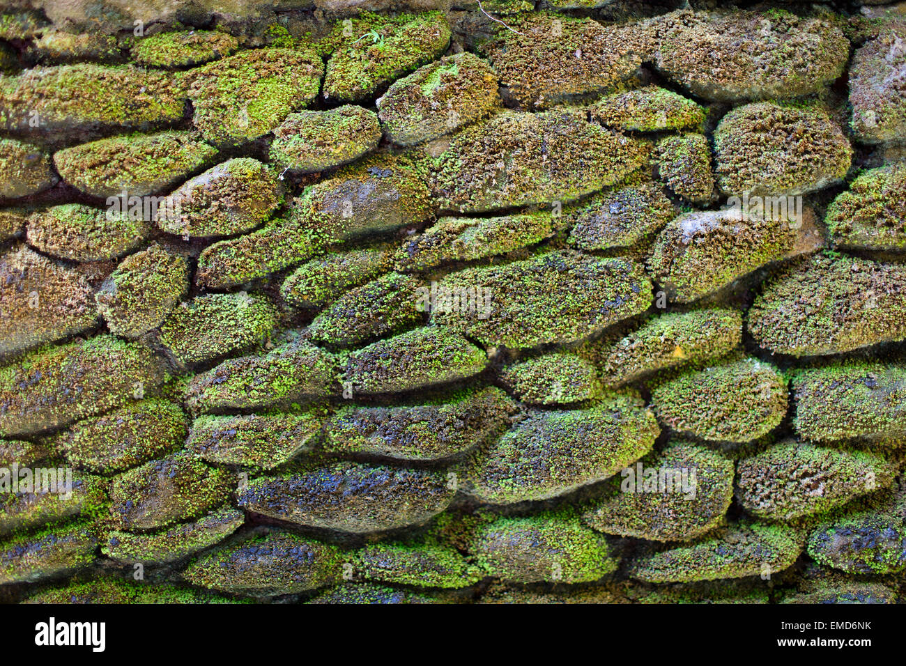 Moss on stone rock hi-res stock photography and images - Alamy