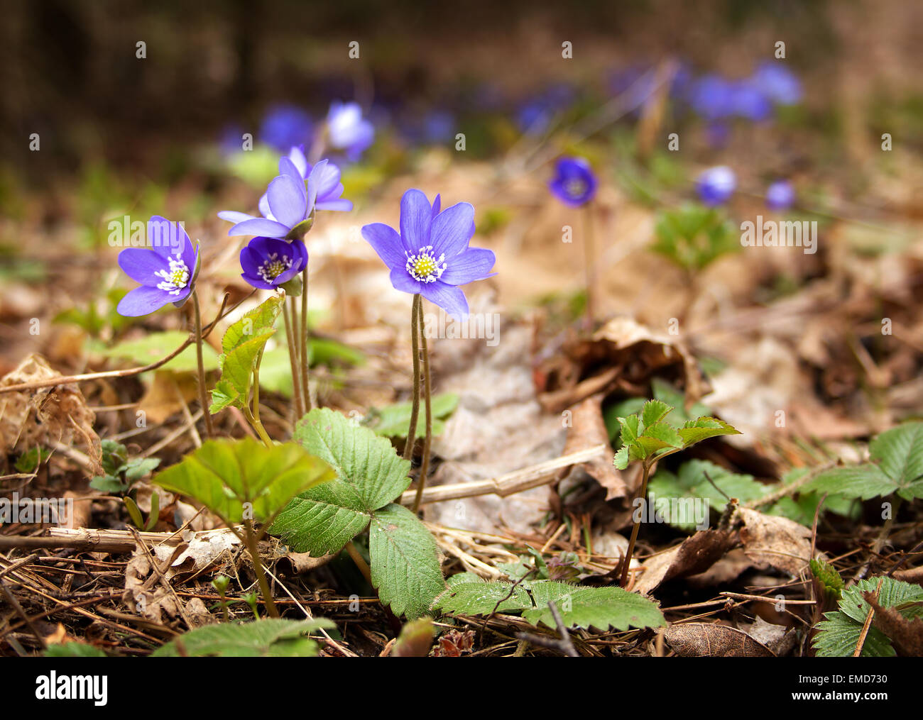 Spring flowers in the forest Stock Photo - Alamy