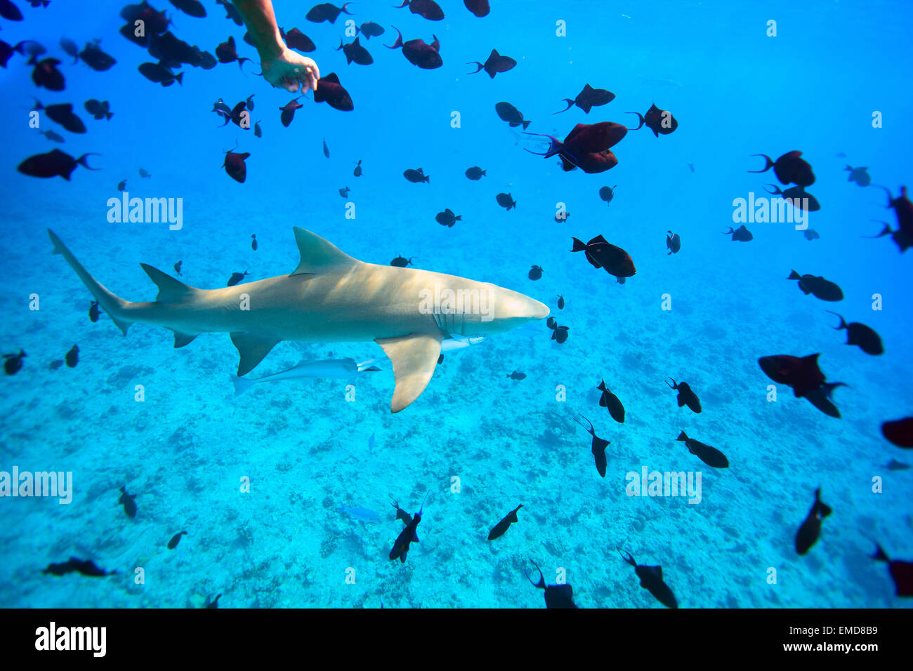 Lemon shark Stock Photo