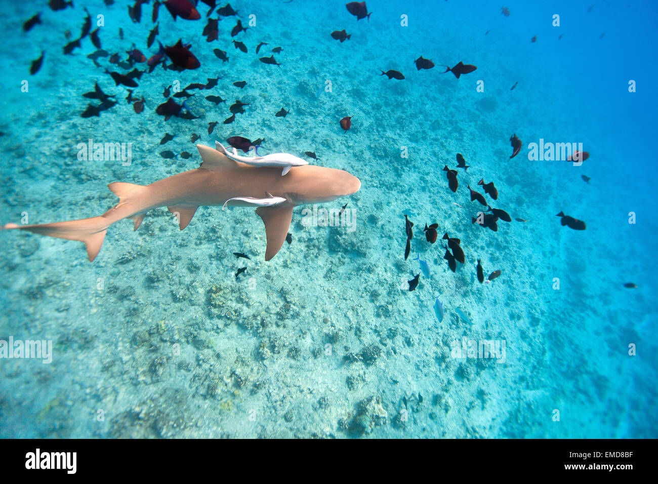 Lemon shark Stock Photo