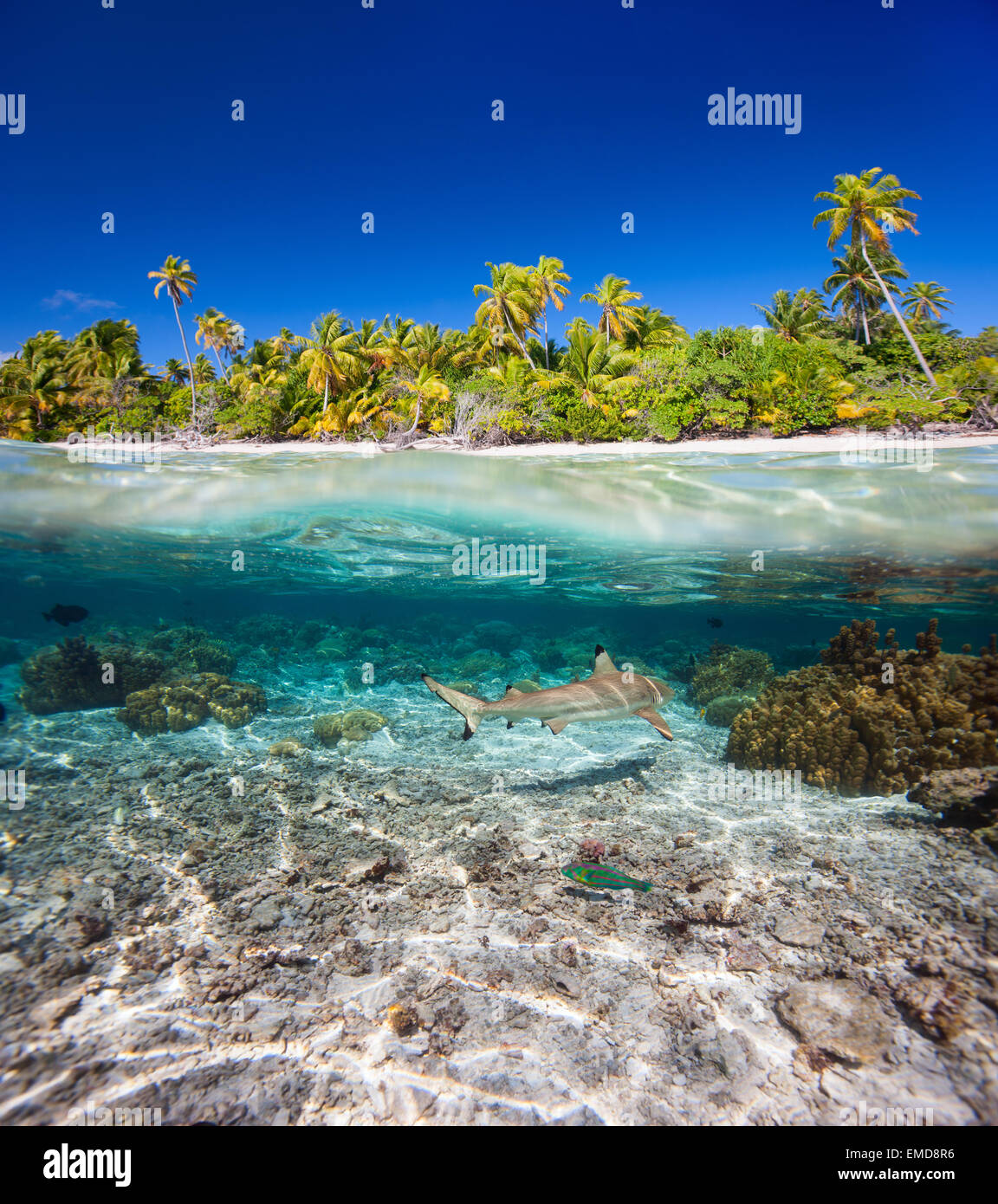 Underground sea 、TropicalIsland、Bayou