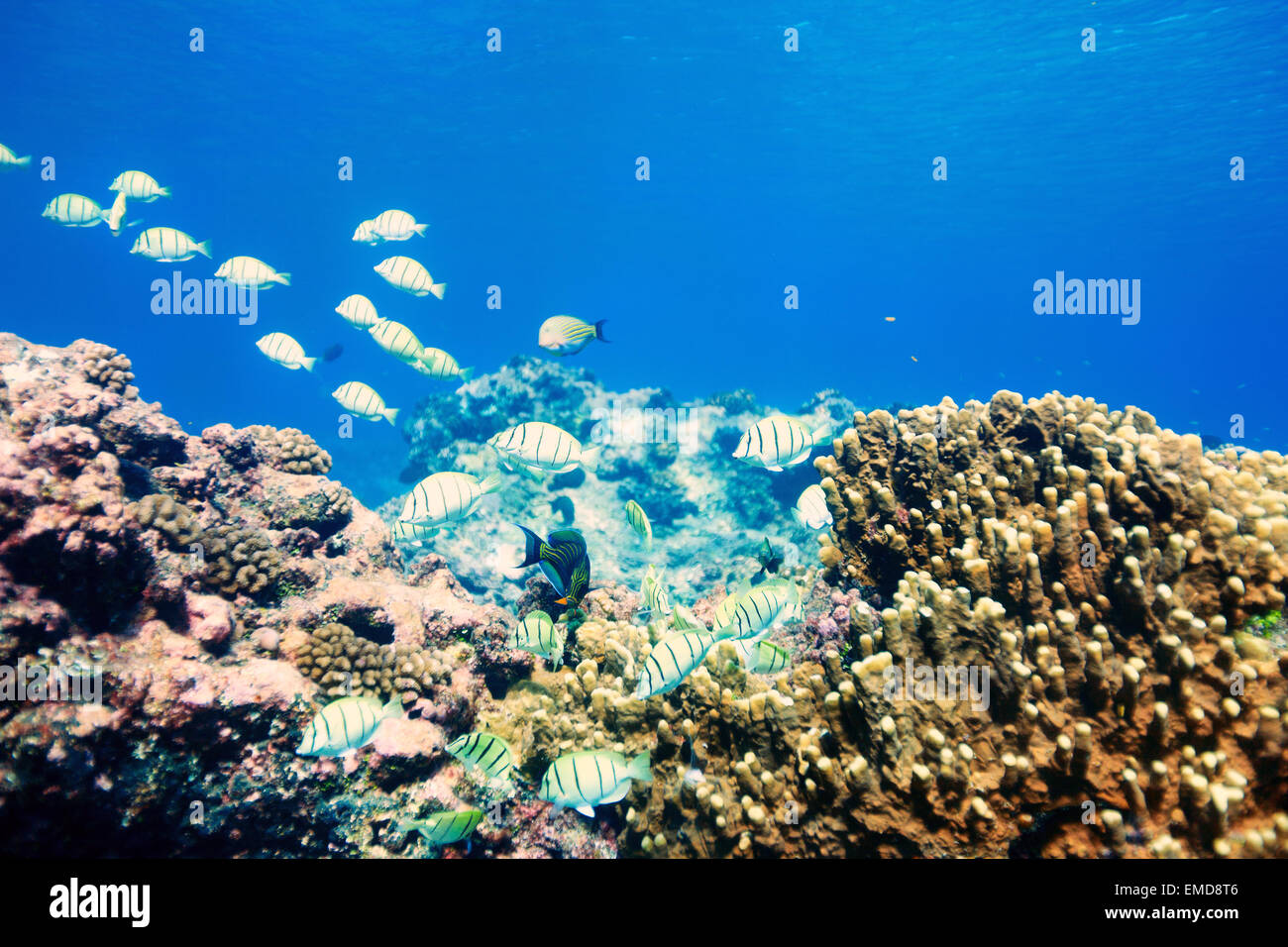 Tropical Reef Fish Polynesia High Resolution Stock Photography and ...