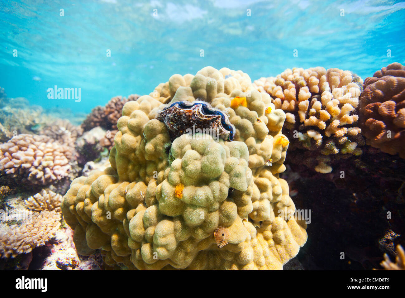 Tiparoo Reef Tikehau Fish High Resolution Stock Photography and Images - Alamy