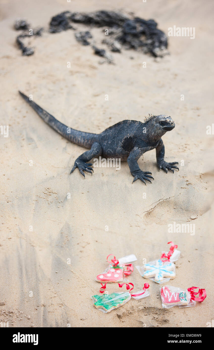 Christmas on Galapagos islands Stock Photo Alamy
