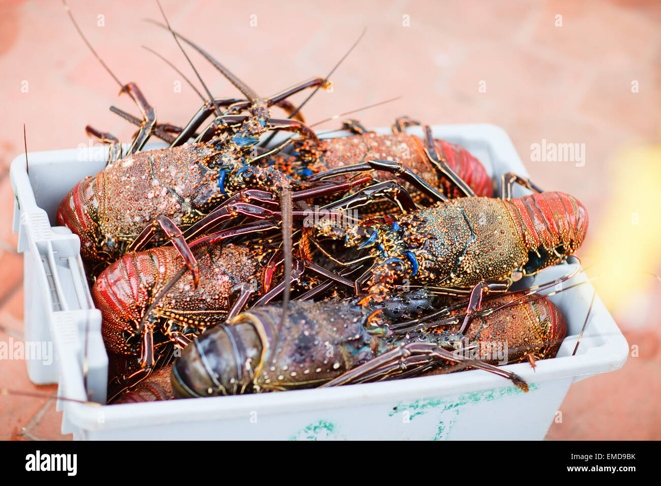 Lobster season Stock Photo