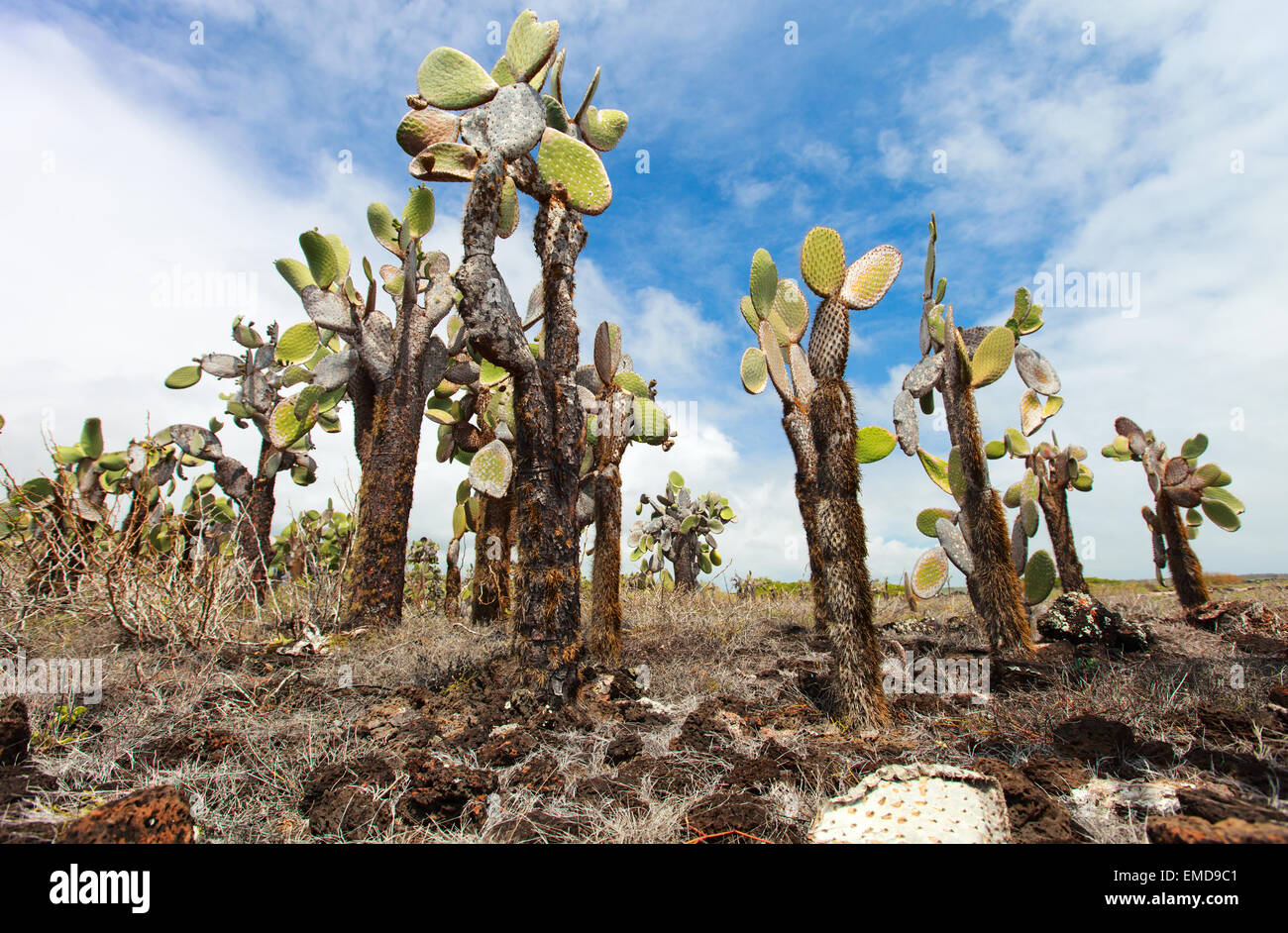 Cactus forest hi-res stock photography and images - Alamy