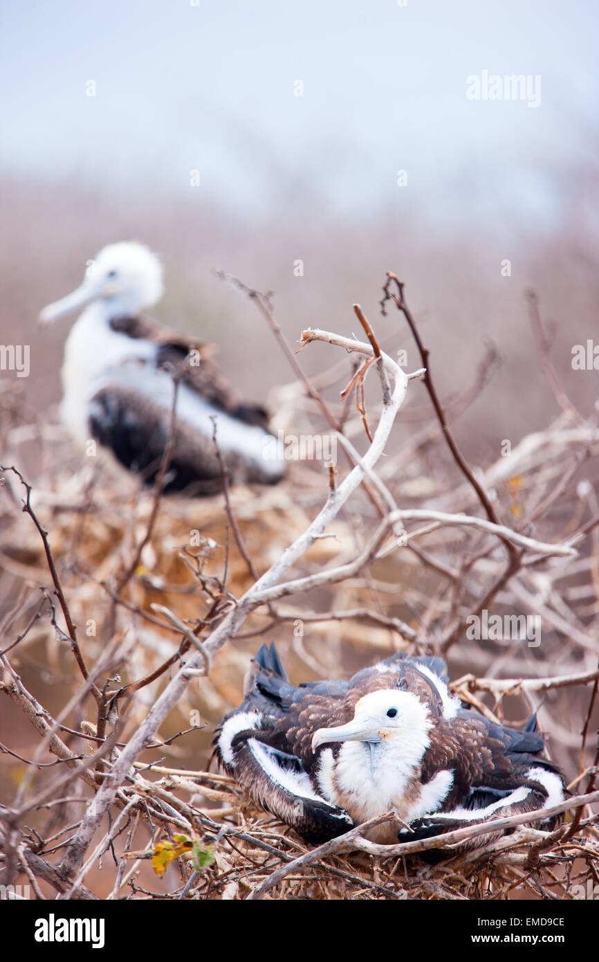 Magnificent frigatebird chicks Stock Photo