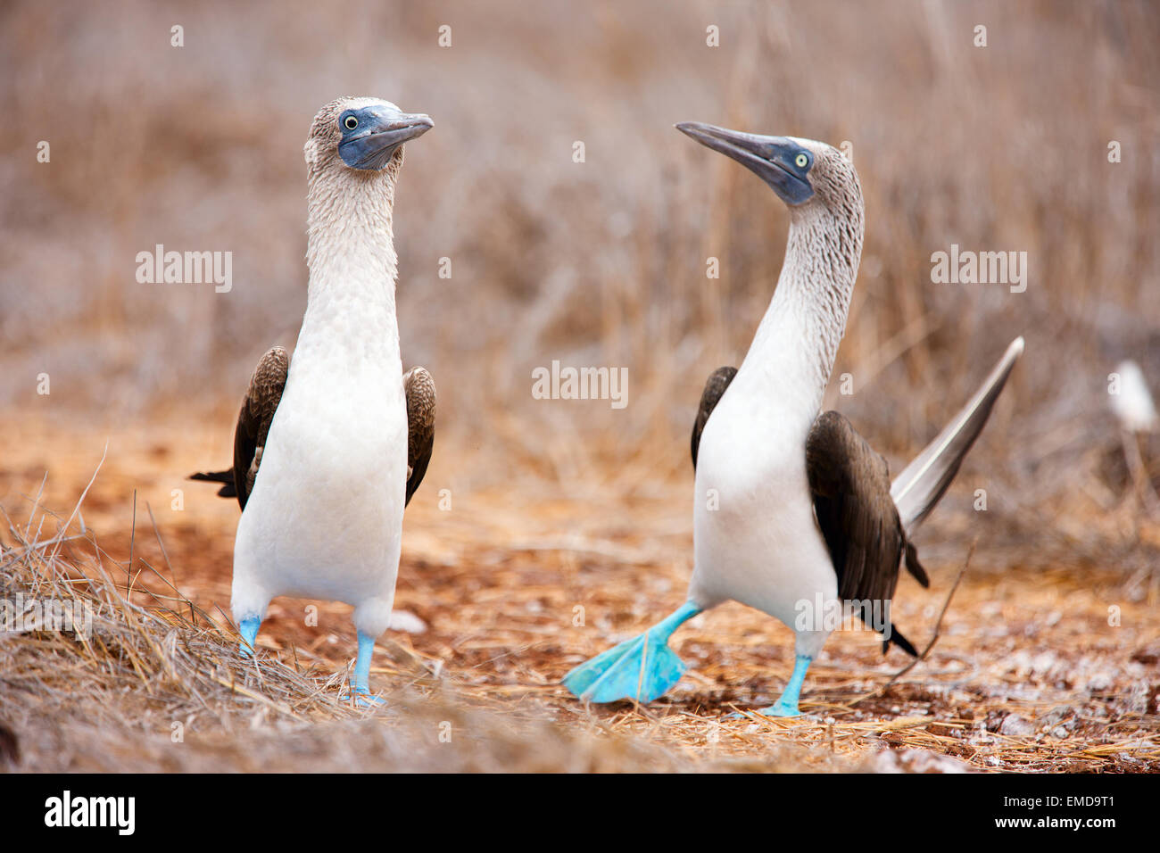 Blue footed booby mating dance Stock Photo