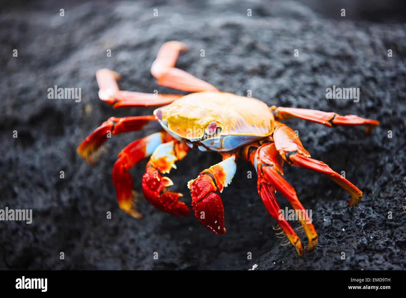 Sally lightfoot crab Stock Photo