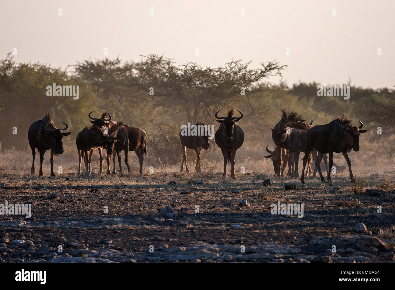 Herd of Blue Wildebeest (Connochaetes taurinus), Etosha National Park, Namibia Stock Photo