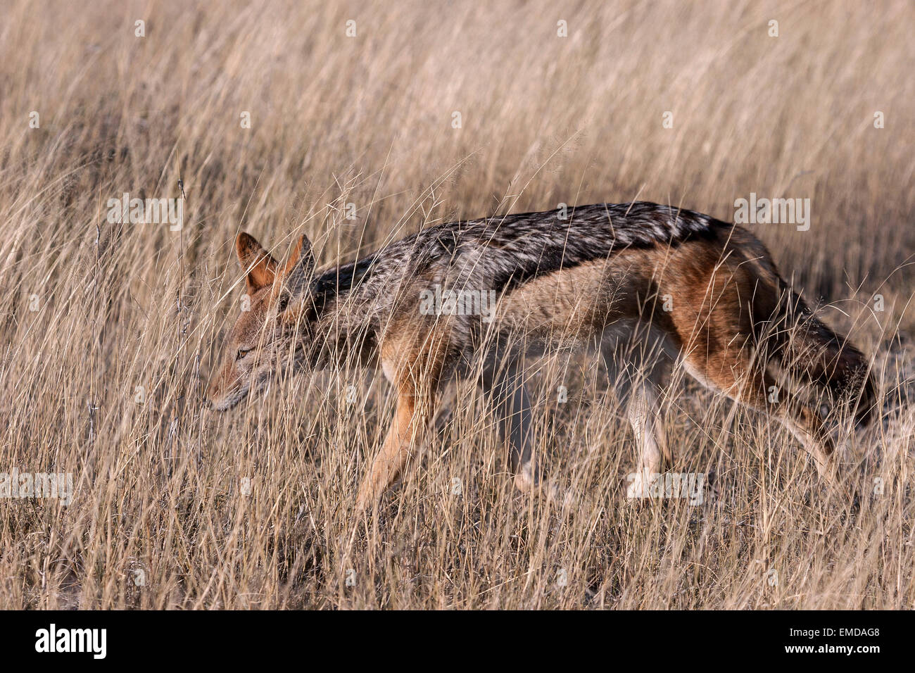 Black-backed jackal (Canis mesomelas) prowling through the grass, Etosha National Park, Namibia Stock Photo