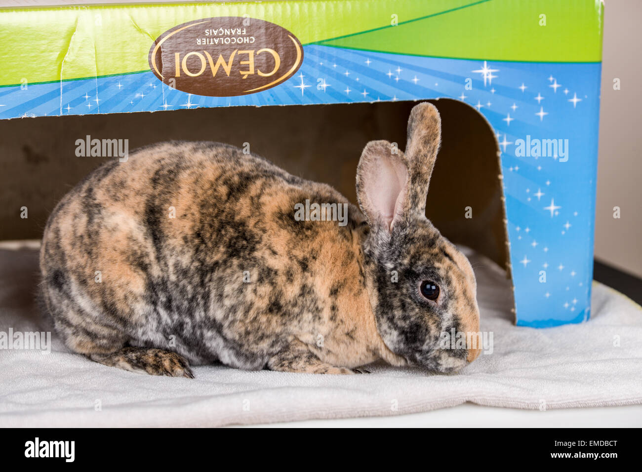 Harlequin Mini Rex pet rabbit in a cardboard box Stock Photo