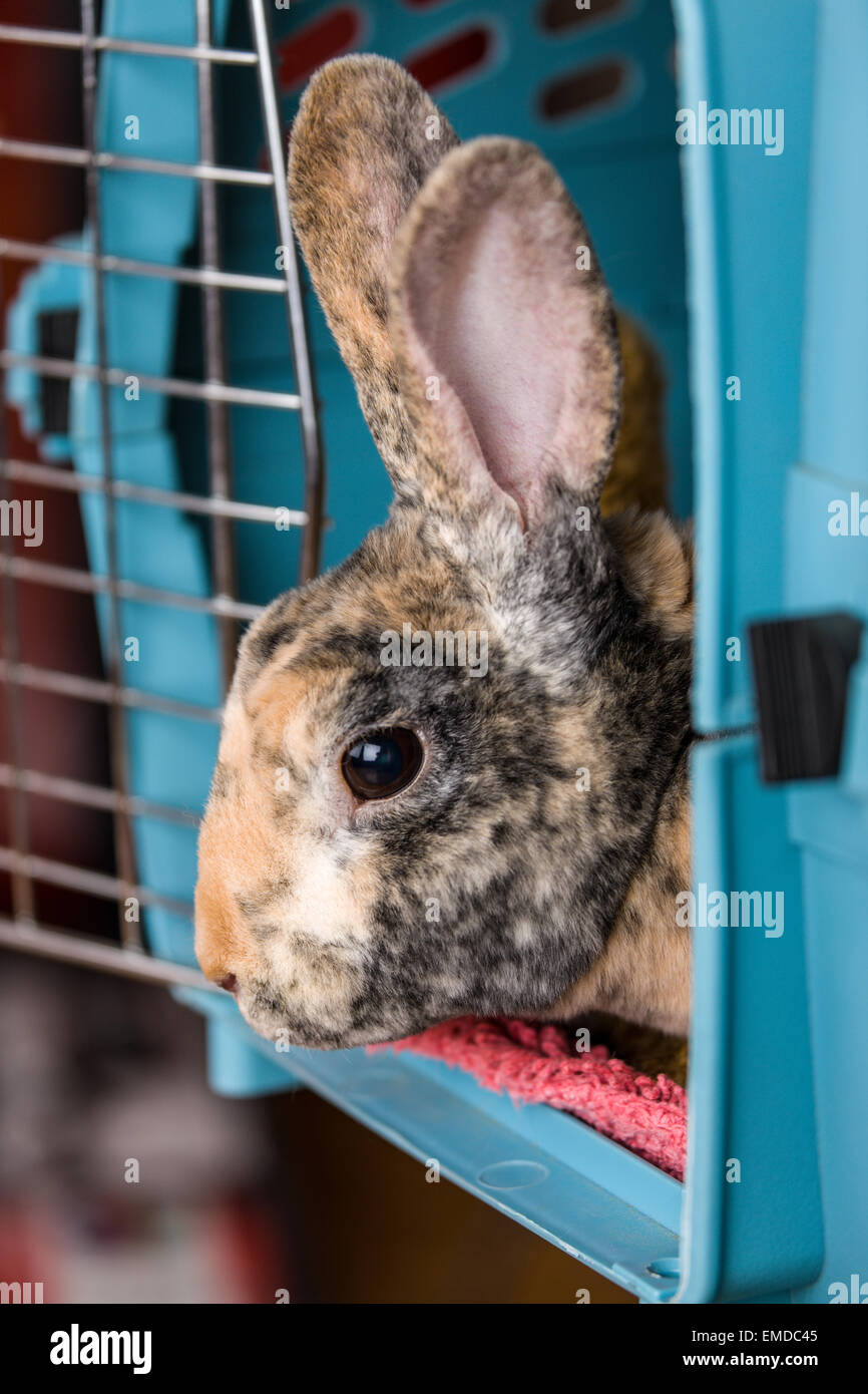 Harlequin Mini Rex pet rabbit in a pet carrier in Issaquah, Washington