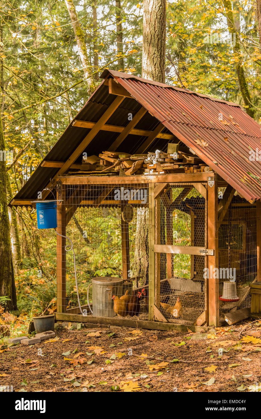Buff Orpington and Rhode Island Red chickens inside their handbuilt
