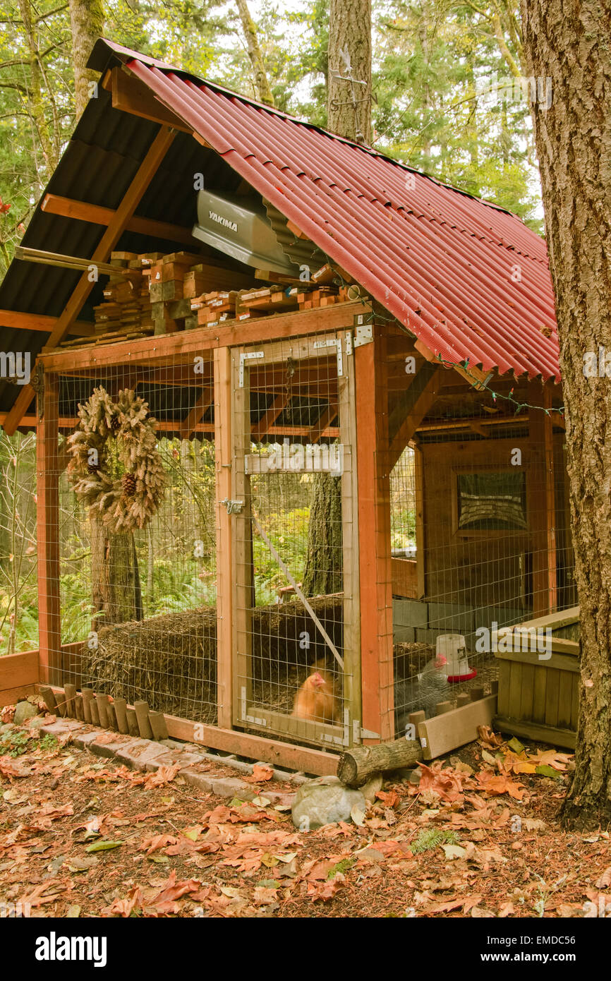 Buff Orpington and Barred Plymouth Rock chickens inside a hand-built, non-industrial chicken coop in Issaquah, Washington, USA Stock Photo