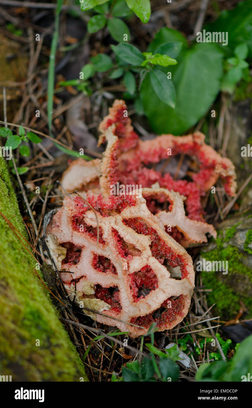Mushroom, Clathrus ruber, latticed stinkhorn, basket stinkhorn, red cage, Fungus, Decaying exemplar, Andalusia, Spain. Stock Photo