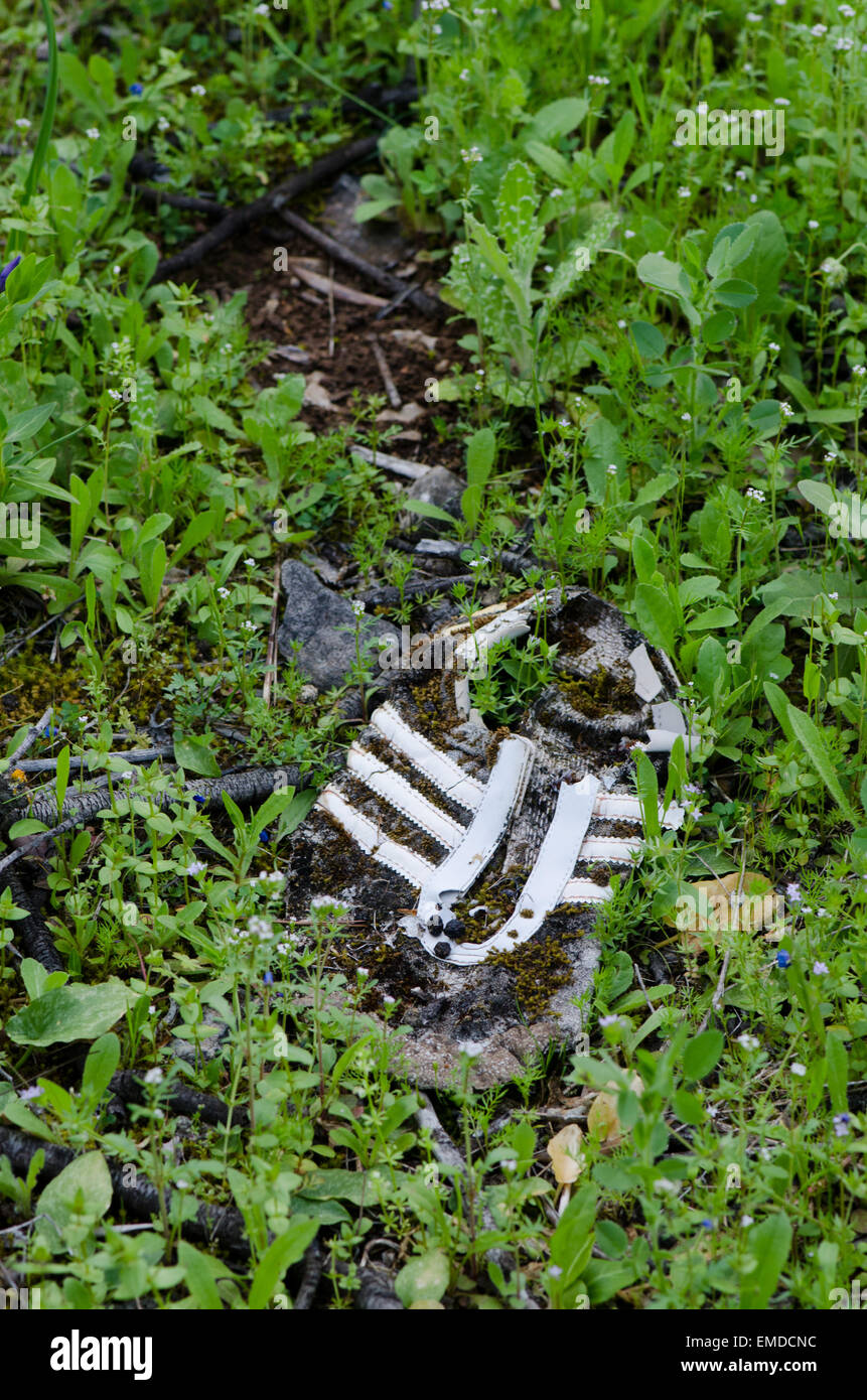 A lost sneaker overgrown by grass and moss in forest, Spain. Stock Photo