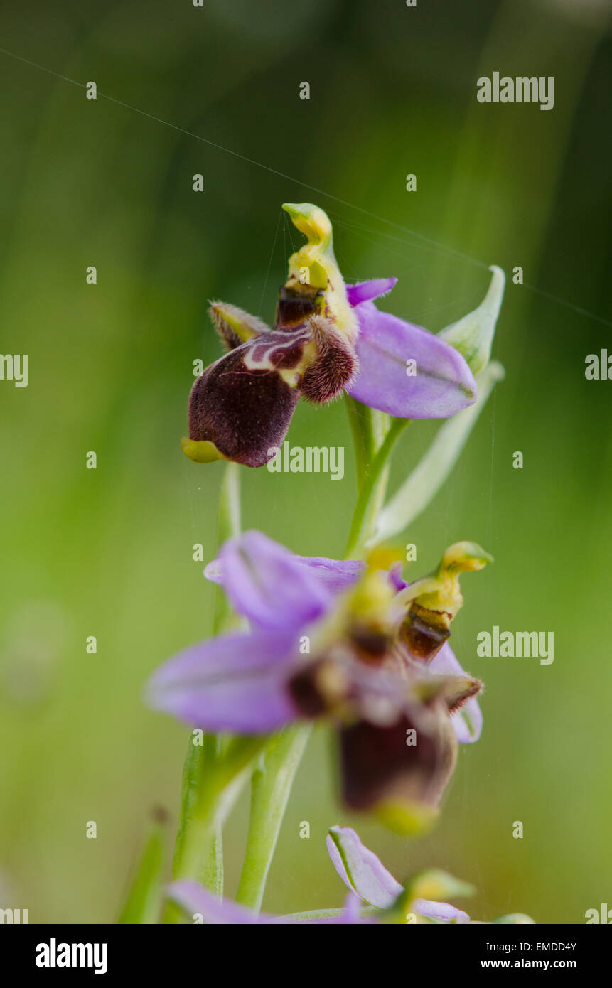 Woodcock orchid , Ophrys scolopax, Andalusia, Southern Spain. Stock Photo
