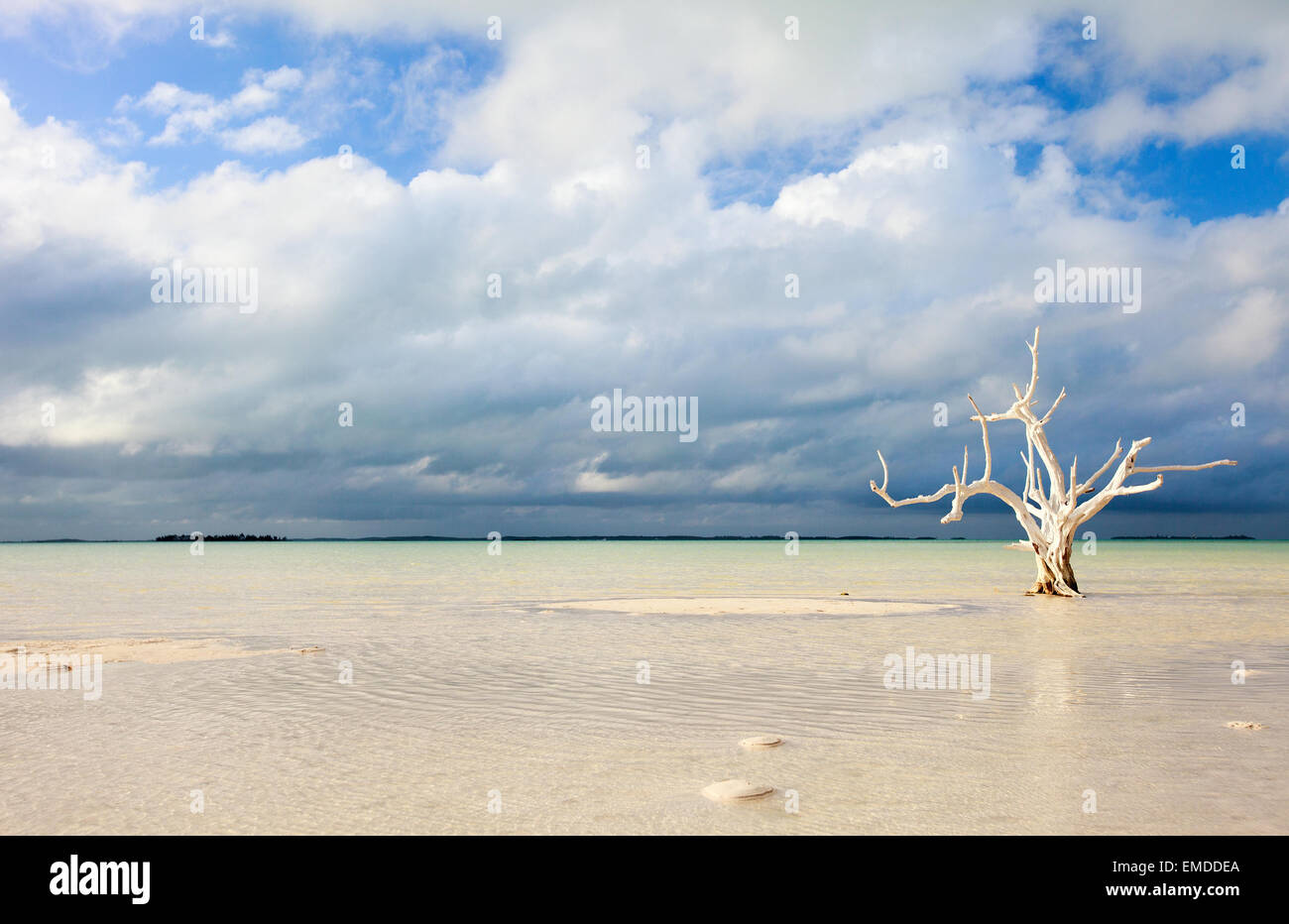 Lone tree at beach hi-res stock photography and images - Alamy