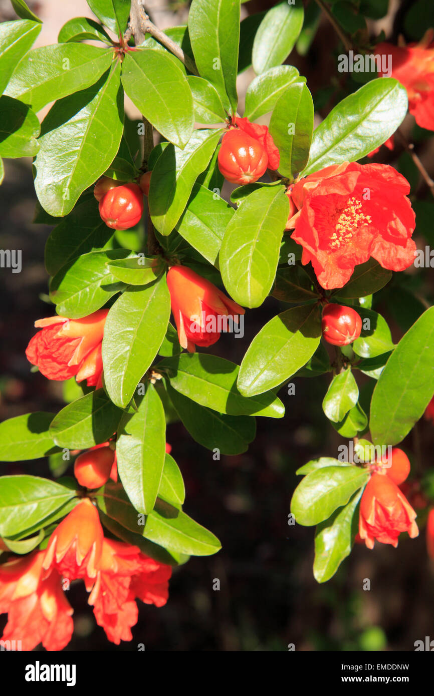 Spain, Andalusia, Seville, pomegranate, tree, fruit, flower, Stock Photo