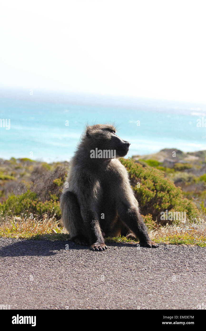 Baboons in Africa Stock Photo
