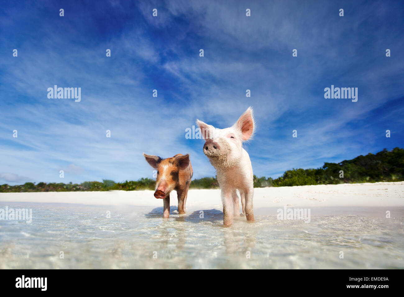 Swimming pigs of Exuma Stock Photo