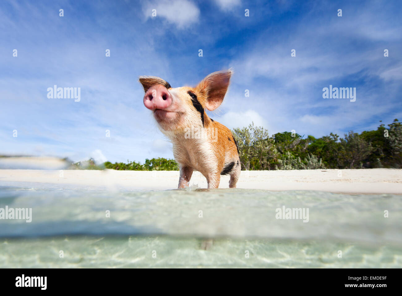 Swimming pigs of Exuma Stock Photo