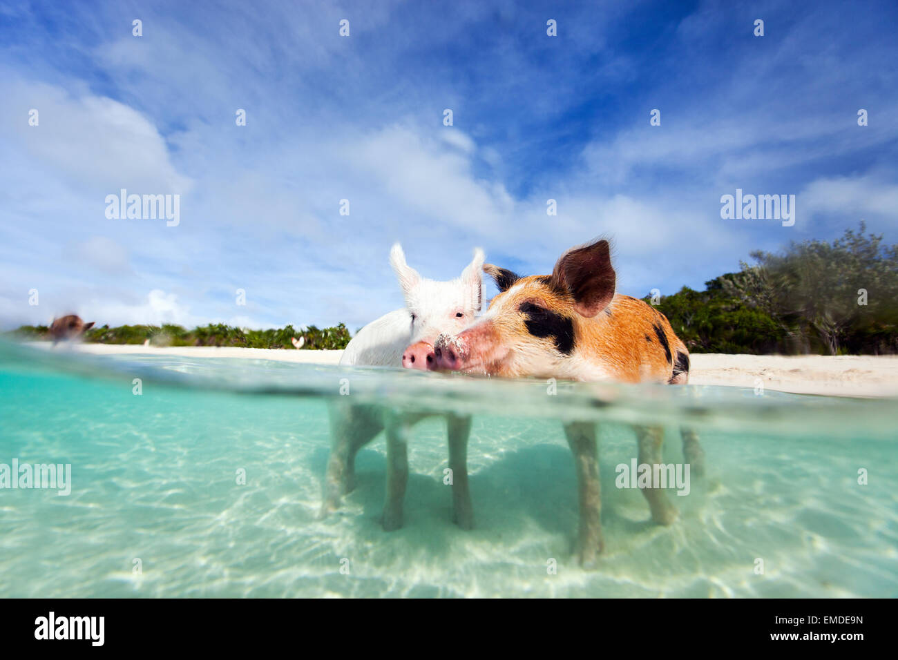 Swimming pigs of Exuma Stock Photo