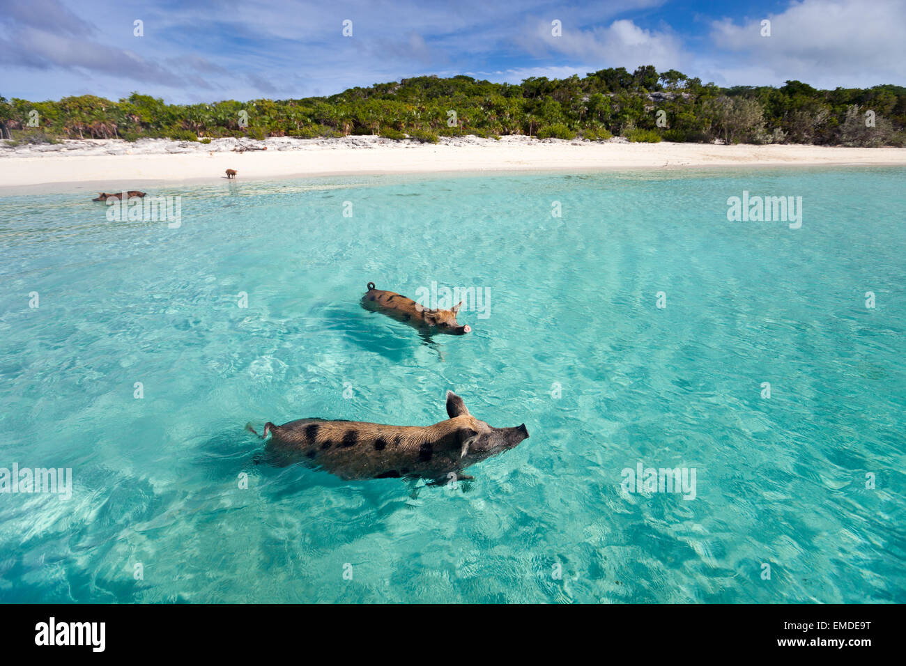 Swimming pigs of Exuma Stock Photo