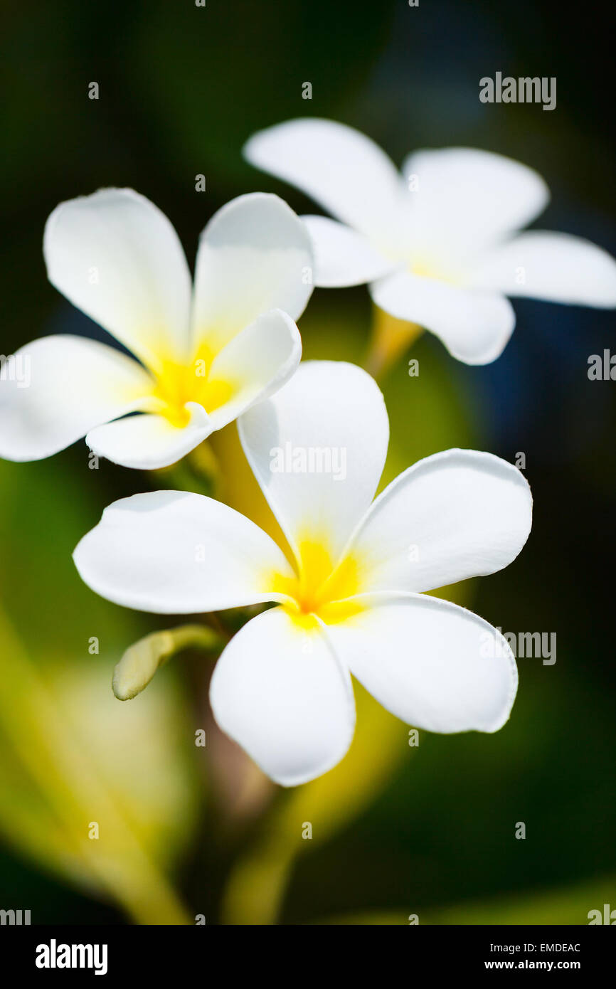 White tropical plumeria flowers hi-res stock photography and images - Alamy