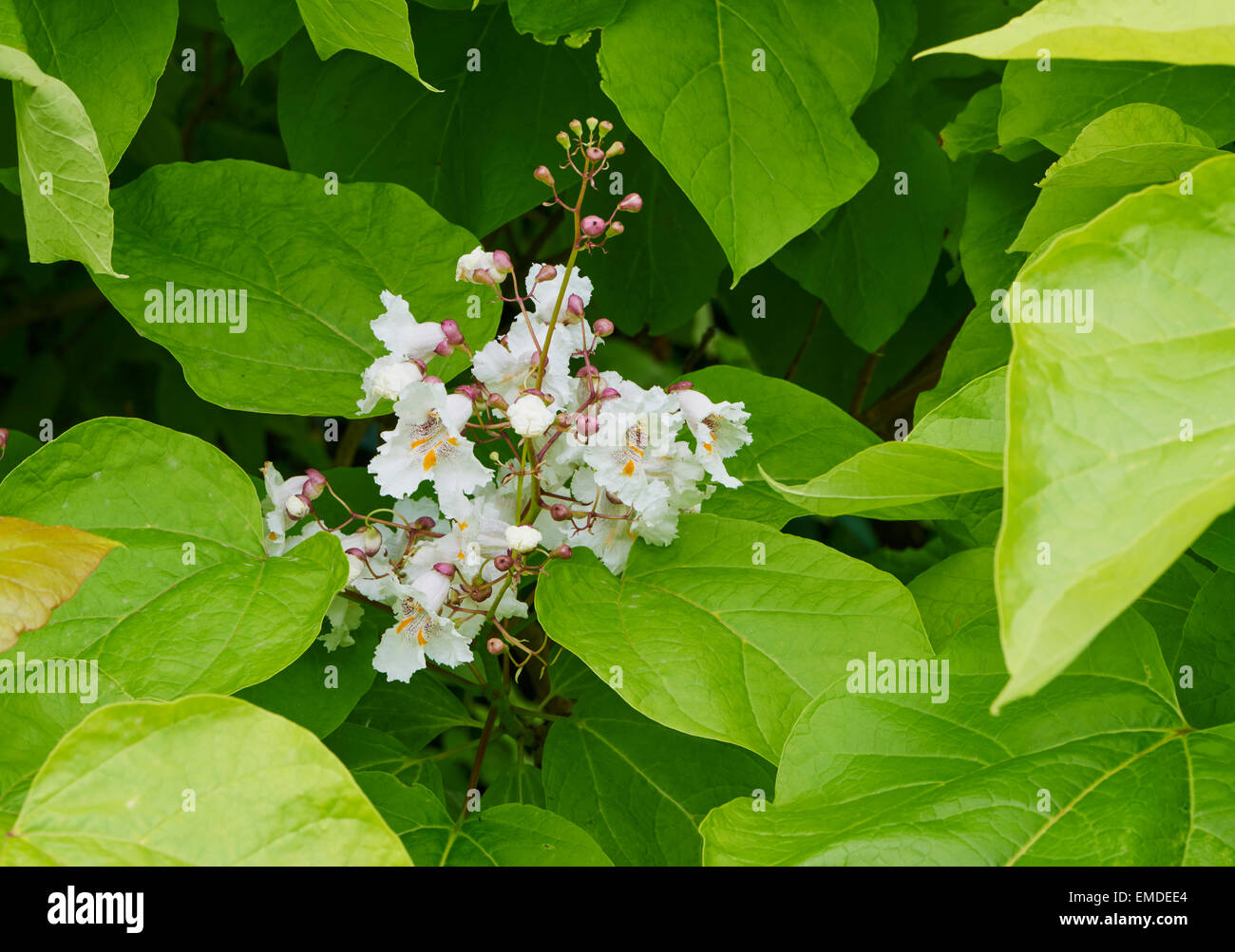 Catalpa bignonioides is a species of Catalpa that is native to the southeastern United States. Stock Photo