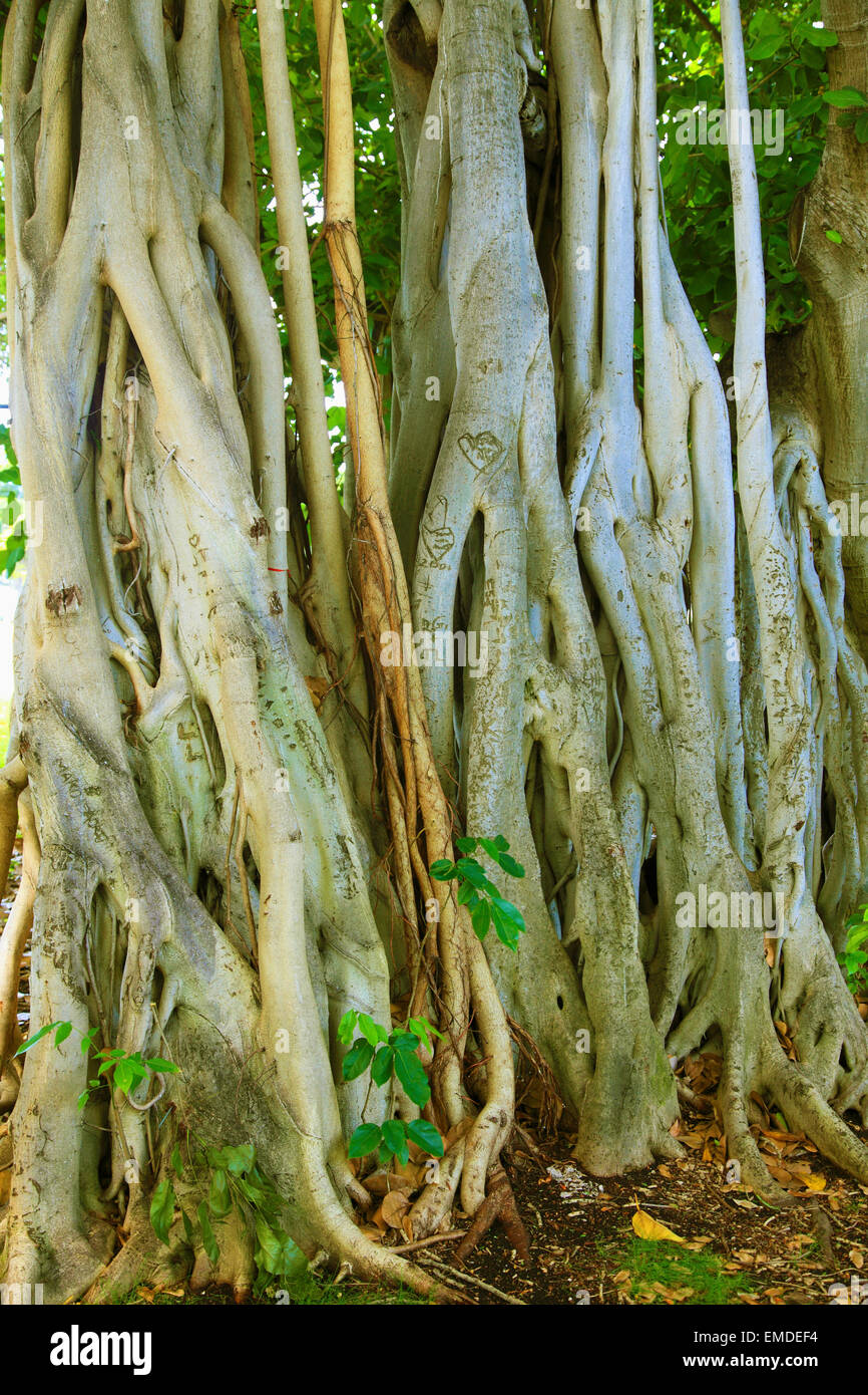 Hawaii, Oahu, Honolulu, banyan tree, roots, Stock Photo