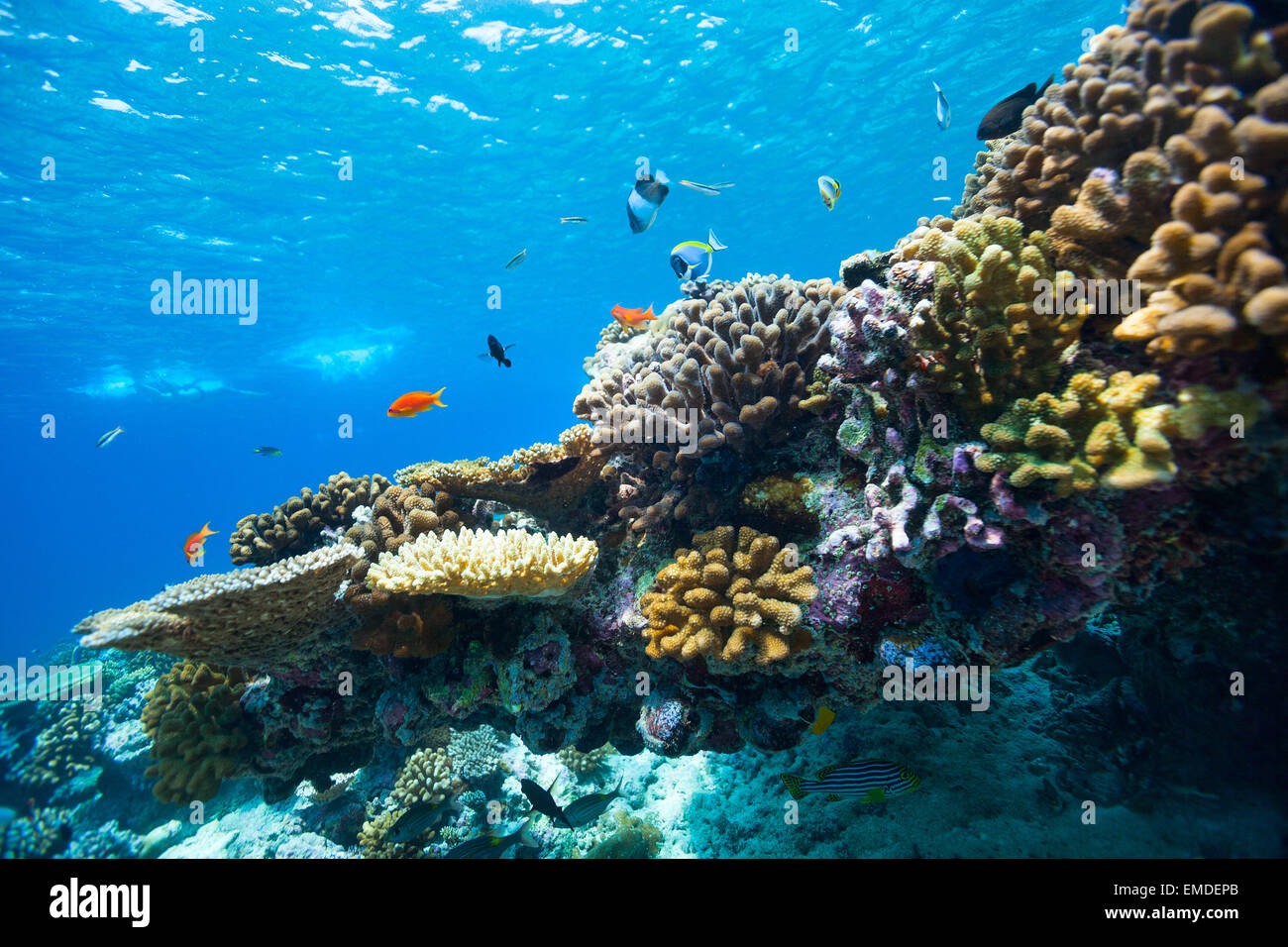 Coral Reef Underwater Stock Photo - Alamy