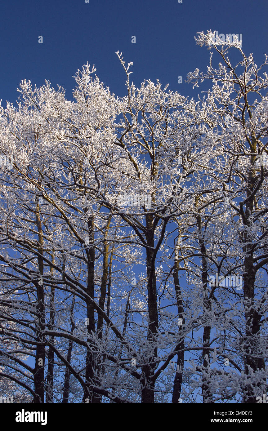 Frosty trees Stock Photo